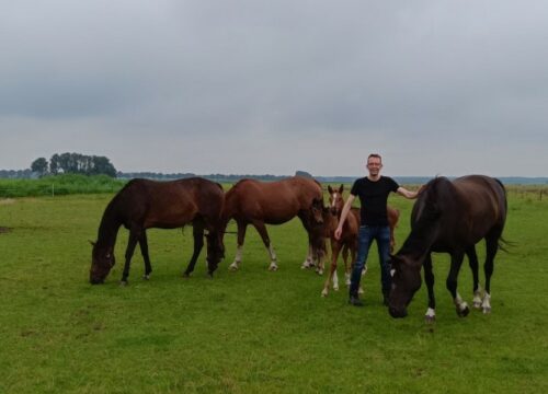 In alle rust tussen de paarden